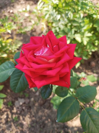 A close-up, eye-level shot focuses on a vibrant red rose in bloom, its petals unfurling in a spiral pattern. Some petals have a delicate white or light pink blush near their centers, adding depth and contrast. The rose is positioned slightly off-center to the left of the frame. Dark green leaves with serrated edges surround the base of the flower, some showing a slight sheen from moisture or sunlight. The background is softly blurred, showcasing a natural outdoor setting. Behind the rose, out-of-focus green foliage creates a lush, verdant backdrop. In the foreground, the ground appears to be composed of dry soil and small pebbles, with a few sparse blades of grass and tiny plants scattered throughout. The lighting suggests it is daytime, with sunlight illuminating the rose and casting soft shadows. The image does not depict any people or specific urban landmarks within Хальчанскі сельскі Савет, Belarus, focusing solely on the natural beauty of the rose and its immediate surroundings.