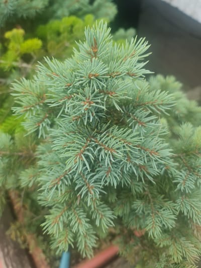 The image is a close-up, eye-level, vertical shot of a blue spruce tree's branches. The needles are a silvery-green color and are densely packed along the brown stems. The background is blurred, showing more green foliage and a dark gray object, possibly a wall or fence, in the upper right corner. The focus is sharp on the center of the tree. The image does not contain any people, actions, or interactions. The location is not discernable from the image itself.