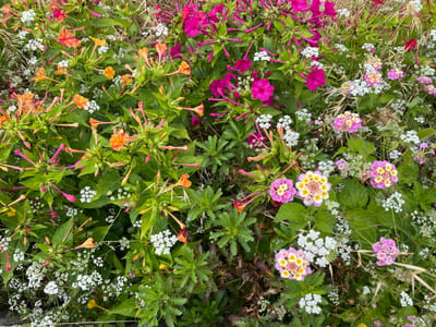 This image is a close-up, overhead shot of a dense patch of flowers and foliage. The scene is dominated by various types of flowers in multiple colors: bright fuchsia-pink, orange and yellow striped, and clusters of small pink and yellow blooms. Interspersed among these larger flowers are numerous small, white flowers. Green leaves and stems create a lush background, with some dried grass and brown detritus visible. The lighting suggests it is daytime, possibly overcast given the diffused light. The image appears to have been taken outdoors, in a natural or semi-natural setting, likely a garden or a wild patch of vegetation within the city of Águeda, Portugal, known for its colorful umbrella installations. There are no people or animals present in the frame.
