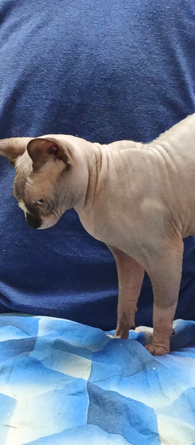 A Sphinx cat stands on a blue and white checkered fabric. The cat is facing left, with its head down. The cat has light pink skin and dark brown markings on its face and ears. The background is a dark blue fabric. The image appears to be taken indoors, possibly in a home setting. The specific location in Beregovoe, Ukraine cannot be determined from the visual information provided.