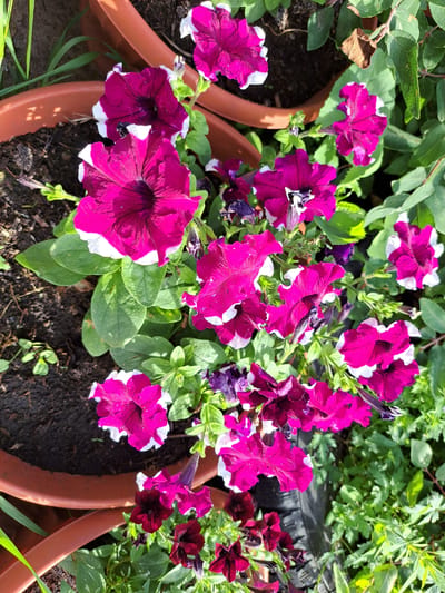 A close-up, overhead shot captures a cluster of vibrant magenta and white petunias blooming in brown planters. The flowers exhibit a star-like shape with ruffled edges and dark centers. Lush green foliage surrounds the planters, with hints of soil visible. The scene is set outdoors, likely in a garden or patio area, given the presence of planters and natural light. The location is identified as Chernetsk, Russia. No people or specific actions are depicted. The overall impression is one of natural beauty and cultivation.