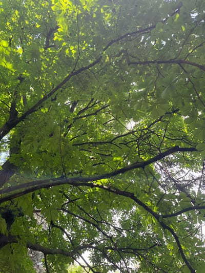 The image presents an upward perspective into the dense, vibrant green canopy of a mature deciduous tree in Tsarev Brod, Bulgaria. Numerous large, palmate-shaped leaves are illuminated by overhead sunlight, creating bright highlights and translucent effects. Dark brown, multi-branched limbs interlace across the frame, partially obscured by the extensive foliage. Patches of bright sky are visible through intermittent gaps in the leaves, indicating an outdoor, daytime environment with significant natural light. No human subjects, animals, or man-made structures are discernible within the frame, which is entirely dominated by the tree's natural structure.