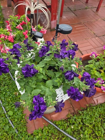 In the city of Provodniki, Russia, this image captures a close-up view of a white wicker planter filled with vibrant purple petunias. The flowers are lush and green, with some petals showing water droplets, suggesting recent rain or watering. Behind the planter, pink petunias are also visible in another pot. A solar-powered garden light with a small black panel and a decorative, spiraling white element is positioned within the purple petunias. The background reveals a patio made of red brick pavers, partially covered by green ground cover. A red wooden structure, possibly a bench or table, is visible in the upper background. A grey hose runs diagonally across the lower portion of the image. The scene is outdoors, with the ground appearing damp, indicating an outdoor garden setting. There are no people or animals present in the image.