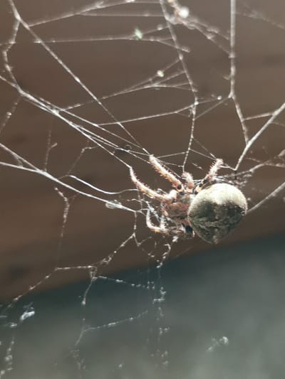 In a close-up, overhead shot, a spider is suspended in its web. The spider is positioned in the center-right of the frame, with its legs extended outward, grasping the delicate strands of its web. The spider's body is bulbous and appears to be a dull, earthy green color, with hints of brown and gray. Its legs are thin and hairy, with visible segments and dark markings. The web itself is intricate, with numerous fine threads crisscrossing the frame against a muted, brown background. The background appears to be a wooden surface, possibly a ceiling or wall. The lighting casts subtle shadows, highlighting the texture of the web and the spider's form. No humans or other animals are visible in the image. The scene is devoid of any context that would place it within a specific location, such as Carbuna, Moldova.