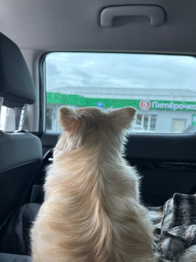 A light-colored dog sits in the back seat of a car, facing away from the camera and looking out the window. Outside the window, a building with a green sign featuring a red circle with a white number "5" and the word "Пятёрочка" (Pyaterochka) is visible. The sky is overcast, suggesting a cloudy or rainy day. The interior of the car is visible, including a headrest and part of a seat. The image appears to have been taken in Валы, Russia, given the presence of the Pyaterochka store, which is a common supermarket chain in Russia.