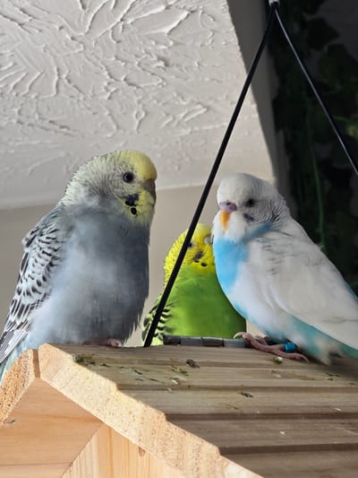 Three budgies are perched near a wooden structure, likely a birdhouse or feeder. The budgie in the foreground is a light gray with yellow on its head and black and white markings on its wings. Behind it, a bright green budgie is visible, and partially obscured by the green one, a white budgie with light blue markings on its wings and a blue band on its leg is perched higher up. The birds are looking in various directions, and their expressions are difficult to discern.

The scene appears to be outdoors, with natural light suggesting it is daytime. The background includes some greenery, possibly foliage, and a textured white surface that could be a wall. Two black wires or strings run diagonally across the frame, adding a graphic element to the composition. The wooden structure is unfinished and shows some signs of wear or dirt, with small specks and marks visible on its surface. The overall impression is a close-up, candid shot of the birds in their environment. No visible text is present in the image.