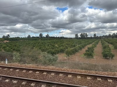 This image, captured in Sidi Yahya El Gharb, Morocco, presents a static outdoor scene dominated by an agricultural landscape. In the immediate foreground, two parallel train tracks are visible, laid upon a bed of brown ballast. To the left of the tracks, a short white marker post stands upright. Beyond the tracks, the midground is occupied by an extensive orchard, characterized by numerous uniform green trees, likely citrus, planted in distinct, organized rows extending towards the horizon. The soil between the tree rows appears dry and reddish-brown. Scattered wilder shrubs and smaller trees grow closer to the train tracks. In the background, a cluster of taller, darker green trees forms a dense line. A tall, slender utility pole, likely a power line tower, is discernible against the sky in the mid-distance on the left side, with overhead lines faintly visible. The sky above is largely covered by dense, grey cumulus clouds, with intermittent patches of blue sky visible through breaks in the cloud cover, particularly towards the right side of the frame. No individuals or active subjects are present within the scene.