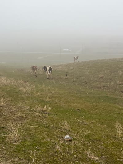 The image depicts a rural, foggy landscape in Qoraobdol QFY, Uzbekistan. A dense, uniform fog obscures the horizon and significantly reduces visibility, rendering distant objects indistinct. The foreground and midground consist of a gently sloping grassy hill, displaying a mix of vivid green grass and patches of dry, light brown vegetation with sparse thorny shrubs.
Three bovine animals are present on the slope. Two cows, possibly calves, are positioned in the midground, walking uphill away from the viewer. The animal on the left is predominantly light brown, while the one on the right exhibits black and white patching. Further up the slope, on the right side of the frame, a third cow, also with black and white markings, stands partially obscured by the fog, facing left.
In the blurred distance, a winding road is visible, upon which a large, light-colored commercial vehicle, possibly a truck or bus, is moving. Two slender, dark utility poles extend vertically from the left mid-distance, disappearing into the fog. A solitary, light-colored rock with a darker top rests on the grass in the lower center-right of the foreground.