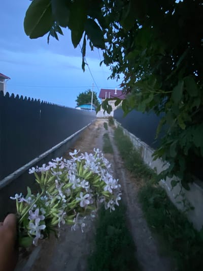 A hand is holding a bouquet of light purple and white flowers in the foreground. The flowers are small and star-shaped. Behind the flowers, a dirt path leads away from the viewer into the distance. On the left side of the path is a tall, dark fence. On the right side of the path, there is overgrown grass and a concrete wall. In the background, there are houses with red roofs, trees, and a pale blue sky with some clouds. The scene appears to be a residential area in the city of Horodca, Moldova, likely during dusk or early evening due to the low light conditions.