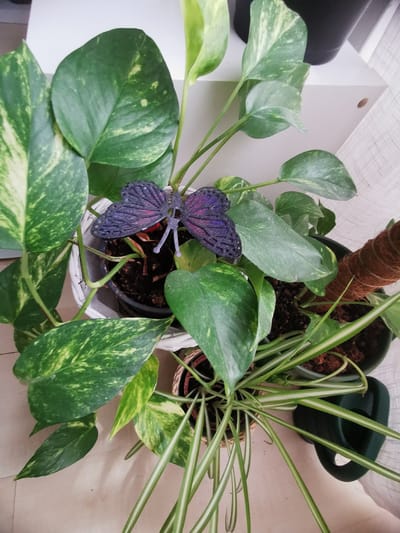 A dark purple, decorative butterfly is positioned in the center of a cluster of potted plants. The plants, which appear to be a mix of Pothos and Spider plants, are in various shades of green with some yellow variegation. The butterfly is attached to a stem, its wings spread open. The pots are sitting on a light-colored surface, possibly a floor or table, with a white woven basket visible around one of the pots. In the background, a white shelf and a dark-colored object, possibly another pot or container, are visible. A thin, beige-colored textured material, possibly a curtain or fabric, is also present in the background. A dark green watering can is partially visible in the lower right corner of the image. The lighting suggests an indoor setting, possibly a home or office, in Karlstadt, Germany.