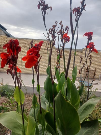 In the city of Türkmenabat, Turkmenistan, an outdoor scene features several red Canna lily plants with large green leaves and vibrant red flowers. The plants are in the foreground, with some stalks bearing wilted brown flowers and seed pods, suggesting a late blooming period or seasonal change. Behind the flowers, a light yellow brick wall stretches horizontally, with a section of a grey sloped roof visible on the left. The ground is a mix of dry soil and a paved concrete area. The sky above is overcast with grey clouds. The overall impression is of a garden or yard setting on a cloudy day, with a mix of blooming and fading vegetation against a backdrop of urban construction.