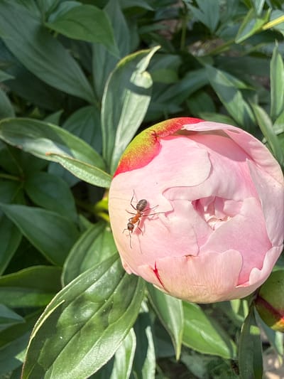 A close-up shot captures an ant crawling on a pale pink peony bud in Verkhne-Pozim', Russia. The ant, with its segmented body and visible legs, is positioned on the left side of the bud. The peony bud is partially unfurled, revealing layers of delicate pink petals. The surrounding environment is filled with lush green foliage, with some leaves showing hints of red and yellow at their edges. The sunlight casts shadows, highlighting the textures of the petals and leaves. The overall scene depicts a moment of natural interaction between an insect and a blooming flower amidst the greenery of the Russian landscape.
