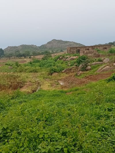 The image shows an overcast sky over a landscape in Dong, Nigeria. In the mid-ground, there is an unfinished, multi-room building constructed from stone blocks. The building has open doorways and windows and appears to be in a state of disrepair. Surrounding the building and on the hilly terrain behind it are numerous large, rounded boulders and dense green vegetation, including trees and shrubs. In the foreground, a lush, overgrown field of green plants and grasses extends towards the viewer. A small, muddy stream or puddle is visible in the middle of the field, with some dried stalks of vegetation along its banks. The overall impression is of a rural or semi-abandoned location with natural rocky features and abundant plant life.