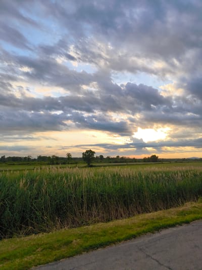 The image depicts a rural landscape at dusk, likely in or near Rigaud, Canada, given the context. In the foreground, a section of asphalt road runs diagonally from the bottom right corner towards the left. Adjacent to the road is a strip of vibrant green grass, transitioning into a dense field of tall, dry reeds and green vegetation that dominates the middle ground. This thick vegetation stretches horizontally across the frame, with some stalks appearing golden and dry.

Beyond the reeds, a flat expanse of green fields is visible, dotted with trees and a single, prominent tree standing out in the middle distance. The horizon line is low, with a gentle undulation suggesting distant hills or a very flat terrain.

The sky is filled with dramatic, dark grey clouds that are partially illuminated by the setting sun. Patches of bright sunlight break through the clouds, casting a warm glow and creating visible sunbeams. The sky displays a gradient of colors from pale blue near the clouds to hues of yellow and orange where the sun's light is strongest. The overall impression is of a dynamic and slightly moody sky over a serene rural environment. There are no people or animals visible in the image. The scene appears to be a natural outdoor environment captured during the transition from day to night.