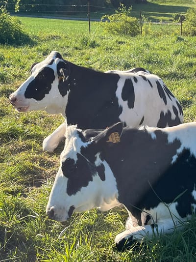 This image, taken in Reckange-sur-Mess, Luxembourg, features two black and white Holstein cows in a sunlit grassy pasture. The cows are positioned side-by-side, with their heads lowered towards the ground, suggesting they are grazing or resting.
The cow on the right has a yellow ear tag visible on its right ear, displaying the black numbers "0753". Both cows exhibit the characteristic patchy black and white coat of the Holstein breed. Small flies are visible on their fur, particularly around their faces and backs.
The scene is illuminated by warm, golden light, indicative of either early morning or late afternoon. Long shadows are cast across the vibrant green grass from fence posts in the background and the cows themselves. The pasture is covered in lush green grass, interspersed with small yellow flowers. In the distant background, a multi-strand wire fence is visible, bordering another verdant area. The clear lighting suggests fair and sunny weather conditions.
The image captures a serene moment of these farm animals in their outdoor environment.