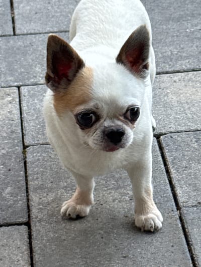 This is a close-up, high-angle, outdoor photograph of a small white dog with tan markings, lying on a paved surface composed of grey rectangular stones. The dog is positioned in the center of the frame, with its head tilted upwards and looking directly at the camera. Its ears are large and upright, with one ear featuring a tan patch. The dog has dark eyes and a dark nose. Its body is mostly white, with tan coloring around its face and ears. One of its front paws is visible on the right side of the image, resting on the stone. The paved surface appears to be a walkway or patio, with visible grout lines between the stones. The lighting suggests it is daytime, possibly sunny, casting subtle shadows. No text is visible in the image. The setting of Bevern, Germany is provided as context but is not visually evident in the photograph itself.