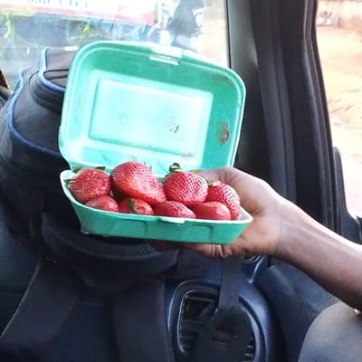 A green container holds several ripe strawberries. The container, partially open, reveals the vibrant red fruit inside. A dark-skinned hand holds the container against a car interior backdrop, including a seat, seatbelt, and dashboard. A backpack is also partially visible. The scene suggests a casual moment, likely in transit, with fresh berries being presented or enjoyed.