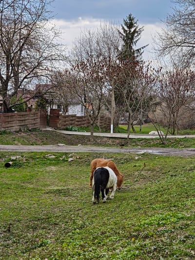 The image depicts a rural scene in Khrinivka, Ukraine. In the foreground, two ponies graze on a grassy field. One is brown and the other is black and white. Behind the ponies, there is a dirt road that crosses a shallow ditch. Beyond the road are several bare trees and a taller evergreen tree. In the background, there are houses with fences. The sky is overcast.
