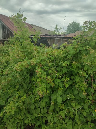 The image depicts an overgrown area with a dense thicket of raspberry bushes in the foreground, situated in the city of Eliukkasy, Russia. The bushes are laden with developing berries and green leaves, obscuring much of the background. Behind the foliage, wooden structures with weathered roofs are visible, suggesting a rural or abandoned setting. The sky is overcast with heavy, grey clouds. There are no people or animals visible in the image.