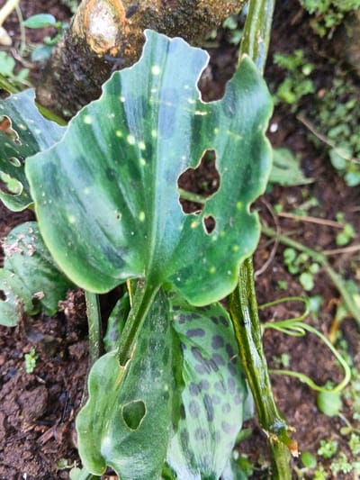 A plant with broad, green leaves, some having dark-colored spots, grows near the ground. The largest leaf has numerous holes and jagged edges. The background is dark soil with scattered small plants. A textured, possible tree root is visible above the large leaf. A green stem runs vertically through the image.