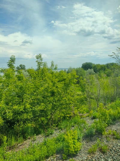 The image depicts a natural landscape with lush green vegetation and a cloudy sky. In the foreground, there is a patch of rocky ground interspersed with small green plants. Behind this, a dense collection of trees and bushes dominates the scene, their leaves varying in shades of green. The middle ground reveals more trees, some with thinner branches, and hints of a body of water in the distance. The background is characterized by a wide expanse of sky filled with white and gray clouds. This scene is located on the outskirts of Buzuluk, Russia, specifically in an area that borders a body of water, likely a river or reservoir, characteristic of the region's natural beauty. No people or animals are visible in the image. The overall impression is one of a serene, natural environment under a dynamic sky.