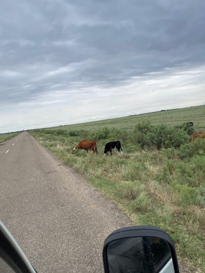 A wide-angle shot captures a rural scene with a paved road stretching into the distance on the left. A brown cow with white markings on its face and legs is grazing on lush green grass to the right of the road. Next to it, a black and white cow is also grazing. Further into the background, more cows can be seen scattered across the green, rolling landscape. The sky is overcast with heavy, gray clouds, suggesting a cloudy day. The environment is characterized by open fields and low-lying vegetation, typical of a pastoral setting. The image appears to be taken from a vehicle, as evidenced by a portion of a black side-view mirror in the foreground. There is no visible indication of the specific location within the city of Zaterechny, Russia.