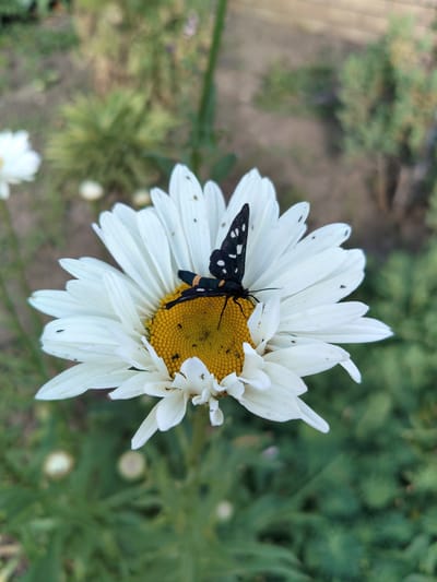 A black and white butterfly with white spots is perched on a white daisy. The butterfly's body is black with orange bands. The daisy has white petals and a yellow center. The background is blurred green foliage. The image was taken outdoors in Staryi Aidar, Ukraine.
