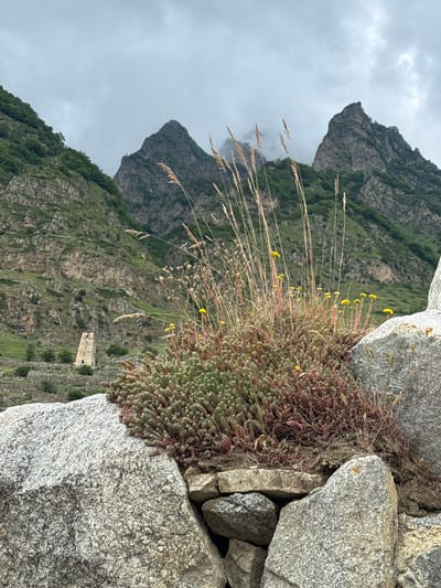 The image shows a close-up view of a clump of hardy plants with small yellow flowers and dry grass stalks growing in between large gray rocks. The rocks appear to be part of a stone wall or natural formation. In the background, steep, rugged, and green mountains rise under a cloudy sky. A small, stone, square-shaped structure, possibly a tower or building, is visible on the mountainside in the mid-ground. The overall scene suggests a natural, mountainous landscape, likely in a remote location. The weather appears overcast. The orientation of the image is such that the mountains and sky are on the left and bottom, and the rocks and plants are on the right and top. There is no visible text in the image.