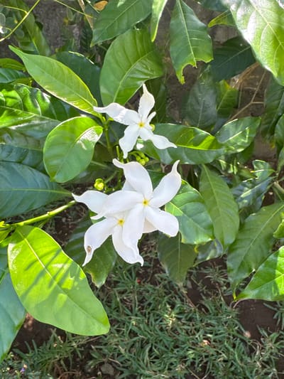 This media file captures a close-up view of several white flowers with five petals each, interspersed among lush green leaves. The flowers have a distinct star-like shape, and their centers are a soft yellow hue. One of the flowers appears to have a small insect on one of its petals. The leaves are broad and glossy, with some showing signs of minor damage, perhaps from insects. The ground beneath the foliage consists of dark soil and short, dry grass. The lighting suggests it is daytime, with sunlight casting shadows and highlighting the textures of the leaves and flowers. The overall scene conveys a natural, outdoor setting, likely a garden or a wild patch of vegetation in a tropical or subtropical environment. The location context provided is Kubu, Indonesia, which aligns with the visual cues of abundant green foliage and the presence of small insects. There is no visible text in the image.