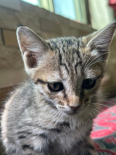 This is a close-up, eye-level photograph of a young tabby kitten. The kitten's head fills most of the frame, with its ears perked up and facing forward. Its fur is a mix of gray, brown, and black stripes, characteristic of a tabby pattern. The kitten has large, dark eyes and prominent white whiskers. The background is softly blurred, showing hints of muted colors that could be fabric or a wall, with a suggestion of natural light coming from an unseen window. There is no indication of the city of Bostan, Pakistan, in the image.