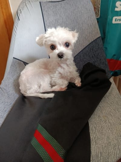 A small, fluffy white dog, possibly a Maltese or a similar breed puppy, sits front and center, looking directly at the camera with wide, dark eyes. The dog has short, curly white fur, a black nose, and slightly pinkish paws. It is positioned on a pair of black sweatpants or athletic pants, which are draped over a chair.
The black pants feature a prominent green and red striped pattern on one leg, with the green section having a subtle textured or scale-like design. The chair on which the dog and pants rest is upholstered with a grey and light blue geometric fabric, characterized by textured grey and lighter blue-grey panels divided by darker lines.
In the background to the right, a piece of teal or turquoise fabric with a red section is partially visible. The text "Ers" is legible on this fabric, and a blurred QR code or barcode is also faintly seen above it. To the left, a wooden surface, likely part of a door frame or furniture, can be seen. The scene is indoors, suggesting a home environment in Eltville, Germany. The lighting suggests it is daytime. The dog appears calm and attentive.