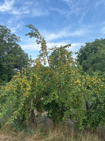 A plum tree, laden with ripe yellow fruit, stands prominently in the foreground. The tree is lush with green leaves, and its branches arch over a chain-link fence that runs along the bottom of the frame. Beyond the plum tree, the dense foliage of other trees forms a verdant backdrop against a bright blue sky dotted with wispy white clouds. The scene is set in the countryside near the city of Dimovo, Bulgaria, where the natural beauty of fruit-bearing trees is a common sight. The image captures a moment of abundance, showcasing the bounty of nature in a tranquil outdoor setting.