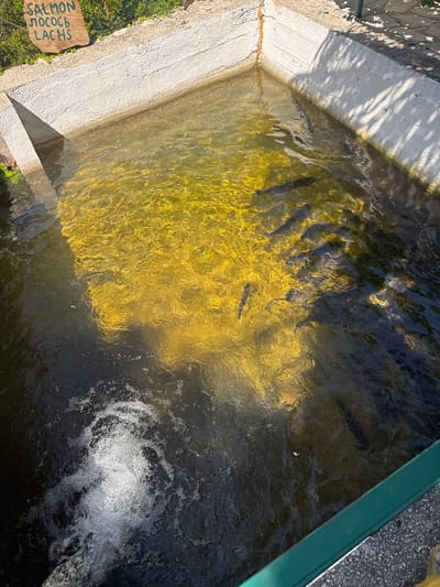In Krapina, Montenegro, a rectangular outdoor fish farm tank is observed. The tank is constructed with concrete walls, and the water within has a distinct yellow-green hue, with patches of darker, murkier water. Several fish, appearing to be salmon, are visible swimming within the tank. One area of the tank features vigorous aeration, creating a large mass of white bubbles and disturbed water. A wooden sign with text in English and Cyrillic ("SALMON ЛОСОСЬ LACHS") is positioned on the grassy bank next to the tank. The scene is illuminated by sunlight, casting shadows of foliage onto the water and walls.