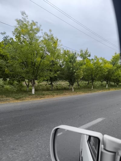 A roadside view shows a line of green trees planted along a grassy embankment beside a paved road. The trees have white-painted bases, and their leaves are vibrant green. The road surface is gray asphalt with a white lane marker visible. In the foreground, the side mirror of a white vehicle is reflected, indicating the perspective is from inside a moving car. The sky above is overcast and gray, with visible power lines stretching horizontally across the frame. The scene depicts a rural or semi-rural environment, potentially a roadside in Кияли-Курганча, Uzbekistan.