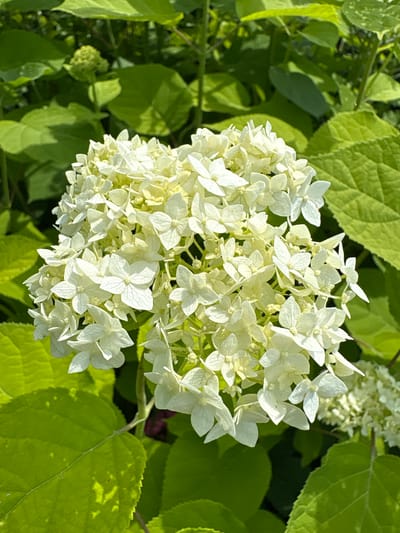 A close-up, eye-level shot showcases a cluster of white hydrangeas against a backdrop of vibrant green foliage. The hydrangeas, which dominate the center of the frame, are composed of numerous small, delicate flowers, some with visible veins. The surrounding leaves are large and textured, with dappled sunlight illuminating portions of them. The overall impression is one of lush, natural growth. The image does not contain any people or any elements that would suggest a specific urban or rural location, nor does it provide information about the city of Dubrovino, Russia.