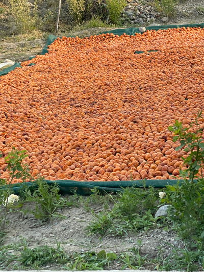 A large number of dried apricots are spread out on a green tarp on a dirt surface. The apricots are orange and shriveled, indicating they have been dried. The tarp is laid out in a field with some sparse vegetation and rocks in the background. There are also some plants and a white flower in the foreground. The scene appears to be a rural outdoor setting, possibly in a village or farm. The location is described as Ак-Сай, Kyrgyzstan.