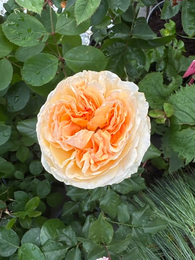 A close-up overhead shot of a peach-colored rose is captured in the city of Maladzyechna, Belarus. The rose, with its densely packed, ruffled petals, transitions from a vibrant orange at its center to a soft peach and then to a creamy white at its outer edges. Dewdrops glisten on some of the petals, suggesting recent rain or mist. The rose is surrounded by lush green leaves, also speckled with water droplets, indicating a garden setting. To the right of the rose, a clump of slender, needle-like green foliage, possibly ornamental grass, adds a textural contrast. The background is a blur of more greenery and dark soil, with a hint of a white or light-colored object, possibly a pot or container, visible in the upper right quadrant. The overall impression is one of natural beauty and a well-maintained garden.