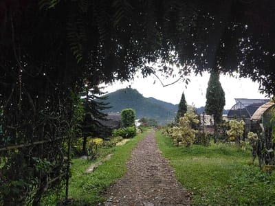 This image depicts a narrow, unpaved path extending into the distance, framed by dark, dense foliage overhead and along the left. The path is composed of dirt and small stones, flanked by green grass. To the left, evergreen trees, including spiky conifers, are visible beyond the immediate foreground. To the right of the path, several ornamental shrubs with light-colored foliage are arranged, along with two tall, slender, dark green coniferous trees. In the mid-background, multiple structures are present on the right, including a large, arched greenhouse with a dark roof and another building with a curved, lighter-colored roof. The distant background features a large, green, forested mountain under an overcast sky. No people are present. The scene is an outdoor landscape, likely a garden or park leading to agricultural structures, located in Hafjell, Norway.