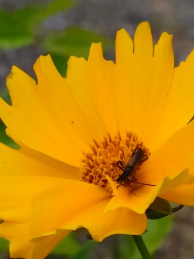 A close-up, eye-level shot captures a small, dark insect with a slender body and visible legs perched on the center of a bright yellow flower. The flower's petals are broad and serrated along the edges, radiating outwards. The background is softly blurred, with patches of green foliage and a muted gray area, suggesting an outdoor natural setting. The image is taken in Przeźmierowo, Poland.