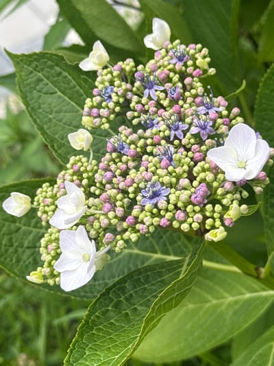 This is a close-up, top-down shot of a cluster of hydrangeas in bloom, set against a backdrop of lush green leaves. The flower cluster itself is a vibrant mix of colors and textures. The dominant feature is a large, open white hydrangea blossom with delicate, intricate petals, positioned prominently at the top left of the frame. Surrounding this, and filling the majority of the image, is a dense mass of smaller flower buds. These buds range in color from pale green to soft pink, with some beginning to show hints of purple at their tips. Interspersed among the buds are tiny, star-shaped purple flowers with prominent stamens, adding a delicate contrast to the larger blossoms and buds. Several smaller, partially opened white florets hang downwards from the cluster. The surrounding leaves are a deep, rich green, with prominent vein patterns that are clearly visible, indicating a healthy plant. The overall impression is one of natural beauty and the vibrant transition of a flower cluster from bud to bloom. The lighting suggests it could be daytime, with soft, even illumination. There is no visible text in the image. The scene is likely outdoors, possibly in a garden or natural setting.