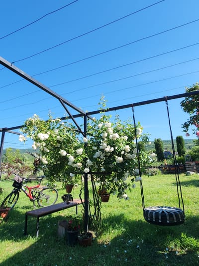 This image depicts an outdoor garden scene in Gorovani, Georgia, under a clear, intense blue sky. A dark metal pergola structure spans the upper section of the frame, with multiple dark, thin horizontal lines, likely wires or support ropes, extending across the sky from or near the structure. A large, well-established rose bush with abundant white or light cream-colored blooms and green foliage grows beneath and around the pergola, centrally positioned. Numerous white petals are scattered on the vibrant green grass covering the ground.
To the right, a swing constructed from a dark, circular object, possibly a repurposed tire, features a patterned top surface made of intersecting straps and is suspended by two black ropes from the pergola. A red and black mountain bicycle, equipped with a black bag on its handlebars, is parked on the grass to the left. A simple, rectangular wooden bench with dark metal legs is situated on the grass beneath the rose bush. Several potted plants in various containers are positioned on the ground and two smaller pots hang from the pergola. In the mid-ground, two tall, slender evergreen trees are visible, with distant green hills or mountains under the clear sky. Partially visible in the background are a light-colored vehicle and a decorative wooden barrel. No individuals are present in the scene.