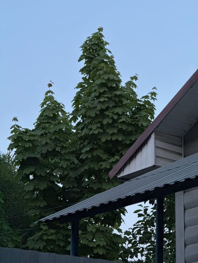 The image shows a view looking up at the corner of a building with a gray corrugated metal roof. The roof has a brown trim. A large tree with green leaves is visible to the left of the roof. The sky is visible in the background. The location is unknown, and there is no evidence to suggest it is in Ягул, Russia.