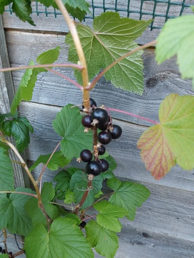 A close-up, eye-level shot shows a branch of blackcurrants with ripe, dark purple berries hanging from it. The berries are clustered together and some are partially obscured by the glossy green leaves of the plant. The branch itself is thin and reddish-brown, with some lighter green leaves also visible. The background is a weathered wooden fence, with a green wire mesh visible at the top left. The lighting suggests it is daytime, with natural light illuminating the scene. This image was taken in Canterbury, United Kingdom.