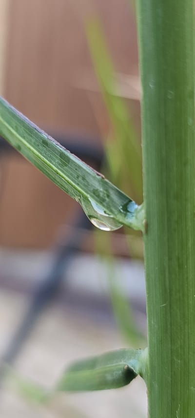 The image is a close-up photograph of a green blade of grass with a single, clear water droplet clinging to it. The droplet is spherical and suspended from the underside of the grass blade, catching the light and appearing almost transparent. The grass blade itself is elongated and has visible striations running along its length, indicating its natural texture.
The background is softly blurred, suggesting a shallow depth of field. It appears to be an outdoor setting, possibly a garden or park, with muted brown and green tones. There are hints of other vegetation and possibly some man-made structures in the distance, but they are not clearly defined. The lighting suggests it is daytime, with soft, diffused light illuminating the scene. No people are visible in the image. The focus is entirely on the intricate detail of the water droplet and the grass blade, highlighting the delicate beauty of nature. The overall mood is serene and peaceful. The location context provided is "Овощной, Russia," which translates to "Vegetable" or "Vegetable Garden, Russia," adding a potential context of an agricultural or garden setting. There is no visible text in the image.