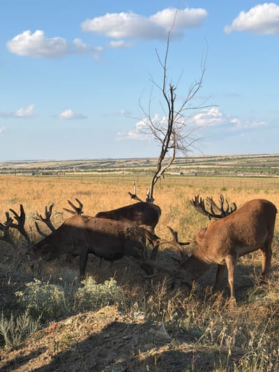 The image shows a group of red deer in a dry, grassy field with a clear blue sky and scattered white clouds. A bare tree stands in the center of the frame. In the background, there are rolling hills with scattered structures that suggest a rural or semi-rural setting, possibly a village or agricultural area. The deer appear to be grazing or interacting with each other. The lighting indicates it is daytime, likely late afternoon due to the angle of the shadows. The scene is set in Gornyi Balyklei, Russia.