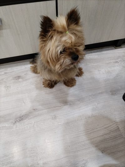 A small, fluffy, light brown dog with dark brown ears is sitting on a light gray wooden floor. The dog has a black nose and appears to be looking slightly down and to the right. A small, light green elastic band is visible on the top of its head, holding back some of its fur. Behind the dog, a light beige cabinet with vertical lines is visible. The floor shows a wood grain pattern with some lighter and darker streaks. The scene is lit from above, casting a slight shadow to the right of the dog. This image was taken in Nizhnyaya Maktaama, Russia.