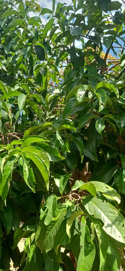 The image displays a close-up view of dense green foliage, likely from a tree, under a bright sky. The leaves are varied in size and shape, with some showing signs of minor damage such as small holes. The sunlight filters through the leaves, creating dappled shadows. The background hints at a natural environment with glimpses of blue sky and possibly other vegetation or structures further away. The scene is set outdoors, with no people or specific urban landmarks visible. The location is stated as Meunasahlhok, Indonesia.
