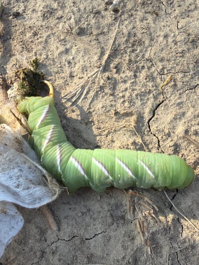A bright green caterpillar with diagonal white and purple stripes lies on dry, cracked earth. The caterpillar is curved in an L-shape. Its head is to the left, near a small clump of dark green vegetation and white fibrous material. The body is segmented and plump, with small orange dots visible on its sides. The ground is light brown and appears dry and dusty, with visible cracks. Dried grass stalks and small twigs are scattered on the surface. The image is taken from a high angle, looking down at the caterpillar and the ground. The location is specified as Tătărăști, Moldova.