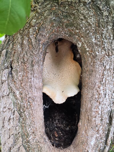 A close-up, eye-level shot captures a large, pale shelf fungus growing within a cavity in the rough bark of a tree. The fungus has a textured surface with a darker, scalloped edge. The tree bark is deeply fissured and shows patches of light-colored growth or lichen. A green leaf is visible in the upper left corner. The background of the tree cavity is dark and appears to contain debris and cobwebs. The image is devoid of any human presence or activity. The scene is an outdoor natural environment, likely a park or wooded area in Jitiqara, Kazakhstan.