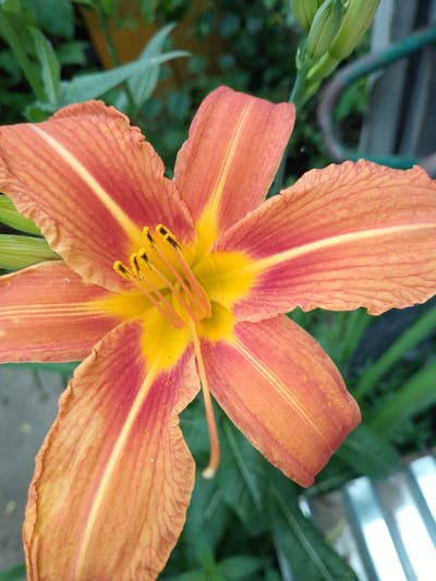This is a close-up, eye-level shot of a vibrant orange daylily in bloom. The flower dominates the frame, its six petals unfurling outwards. The petals are a striking gradient of color, transitioning from a deep red-orange at the edges to a bright yellow at the center. Fine, dark lines run lengthwise along each petal, adding texture and detail. In the heart of the flower, prominent yellow stamens tipped with black anthers are visible, their delicate filaments extending outwards.

The background is softly blurred, suggesting a garden setting. Lush green foliage forms a natural backdrop, with hints of other plants and possibly a fence or railing visible in the upper right portion of the image. The lighting appears natural, casting gentle illumination on the flower, and the overall impression is one of a warm, sunny day. There is no text visible in the image. The scene evokes a sense of natural beauty and the simple pleasure of observing a blooming flower. The location context of Ijevan, Armenia, places this image in a region known for its natural landscapes and agriculture.